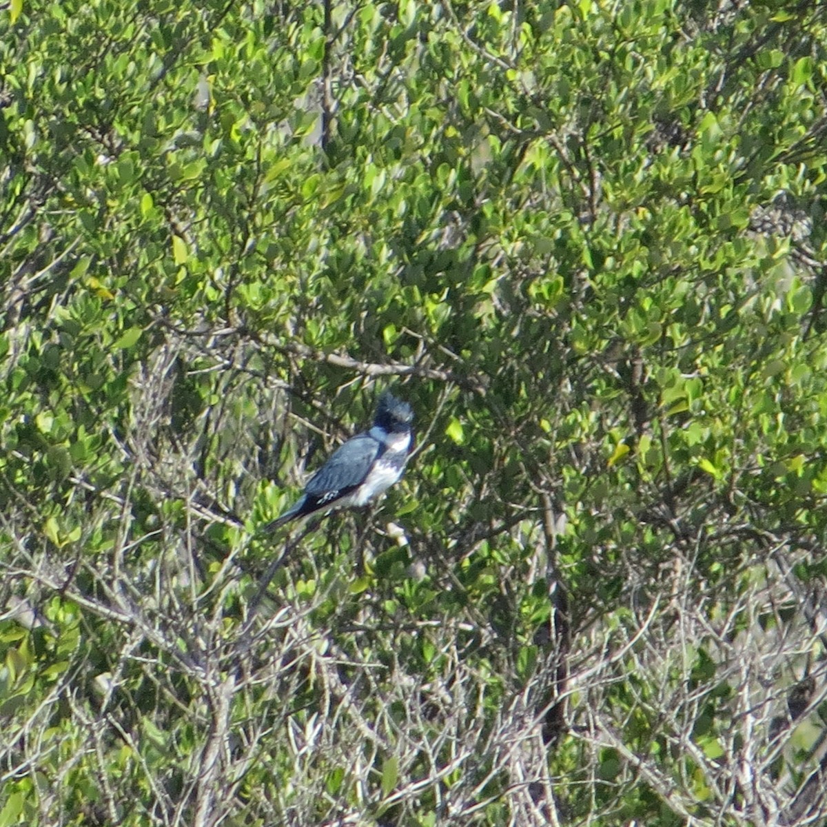 Belted Kingfisher - ML612716944