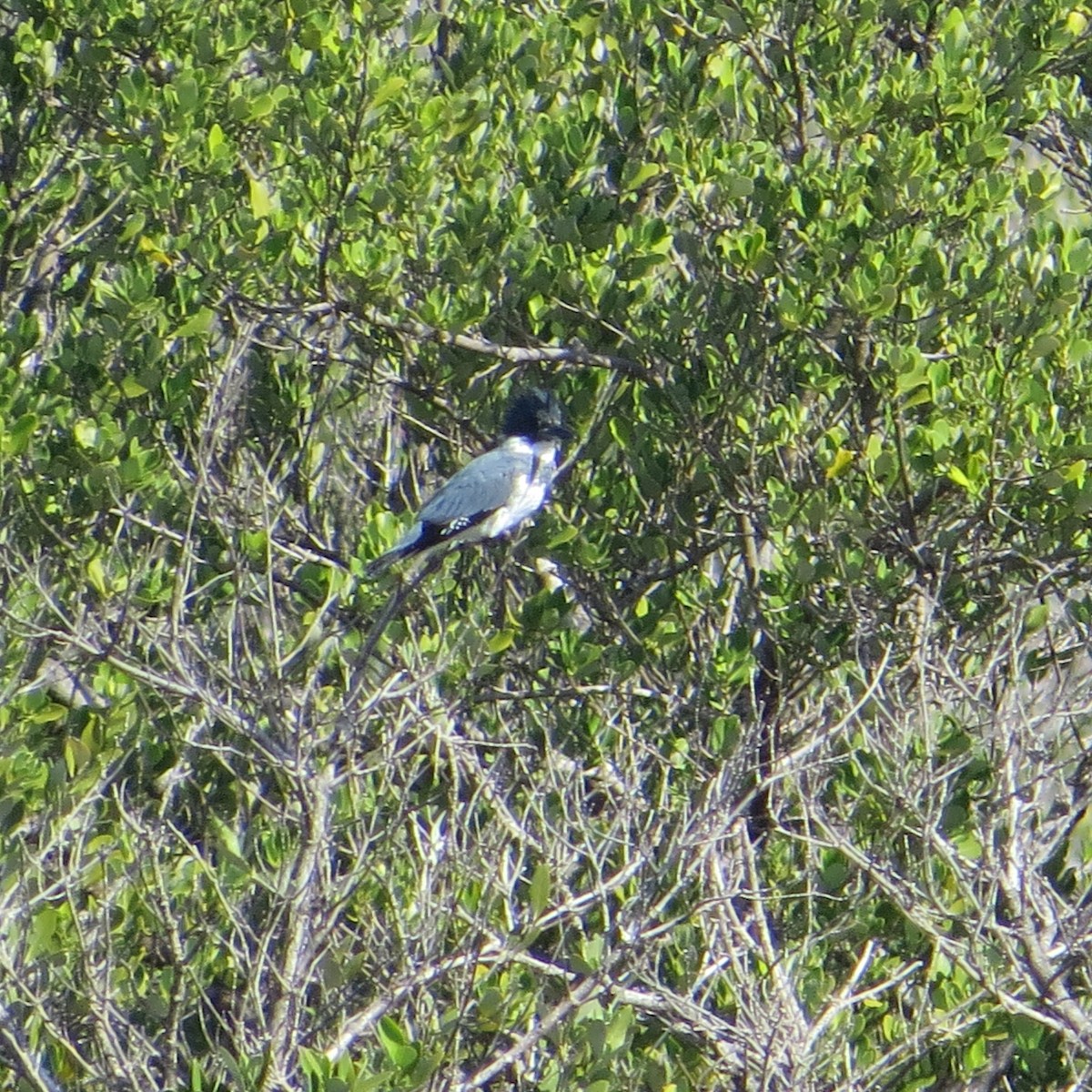 Belted Kingfisher - ML612716945