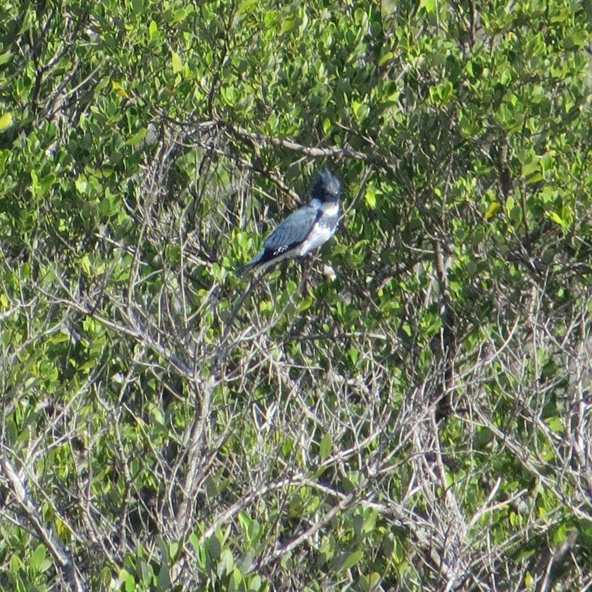 Belted Kingfisher - ML612716946