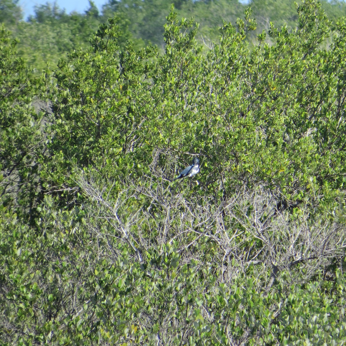 Belted Kingfisher - ML612716948