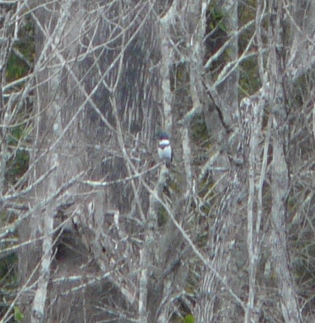 Belted Kingfisher - ML612716949