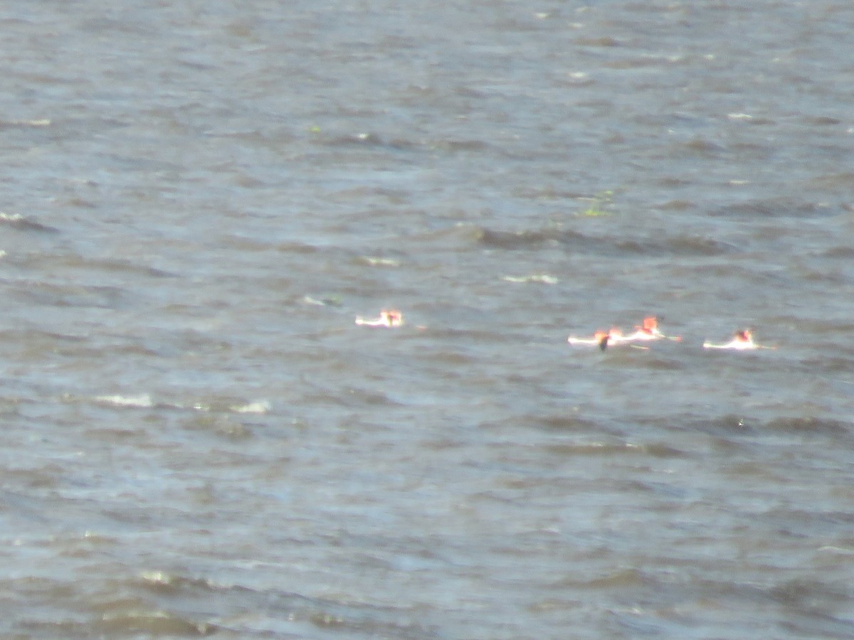 Chilean Flamingo - ML612717075