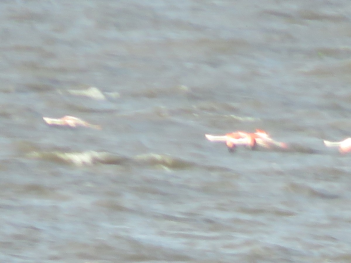 Chilean Flamingo - Lily Goch