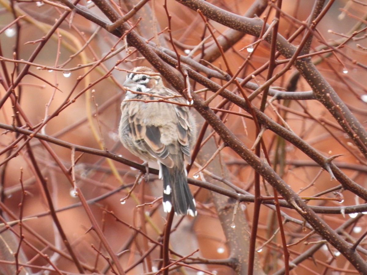 Lark Sparrow - ML612717185