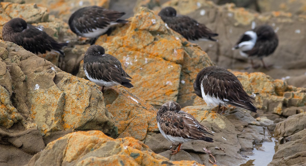 Ruddy Turnstone - ML612717189