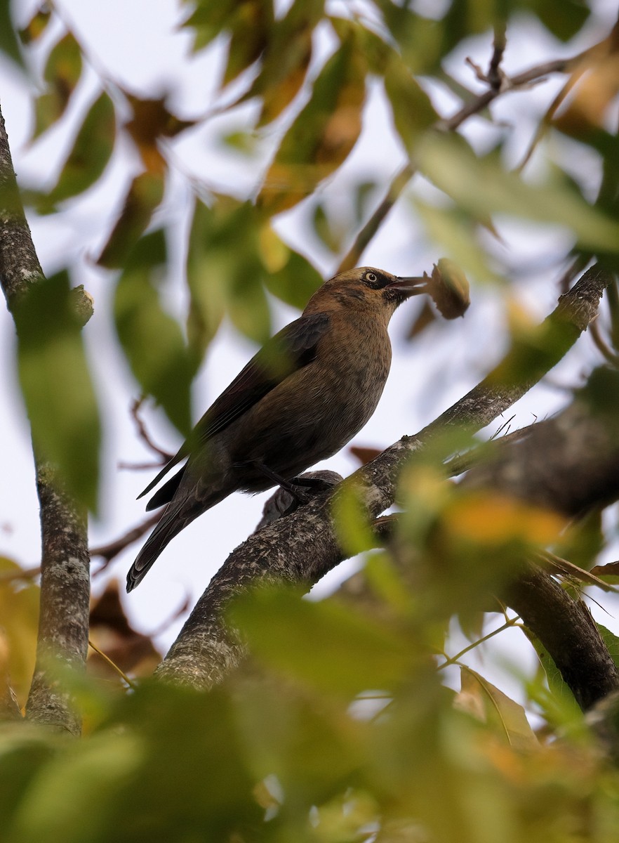 Rusty Blackbird - ML612717208