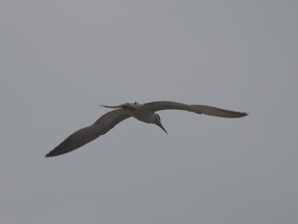 West African Crested Tern - Guillermo Parral Aguilar