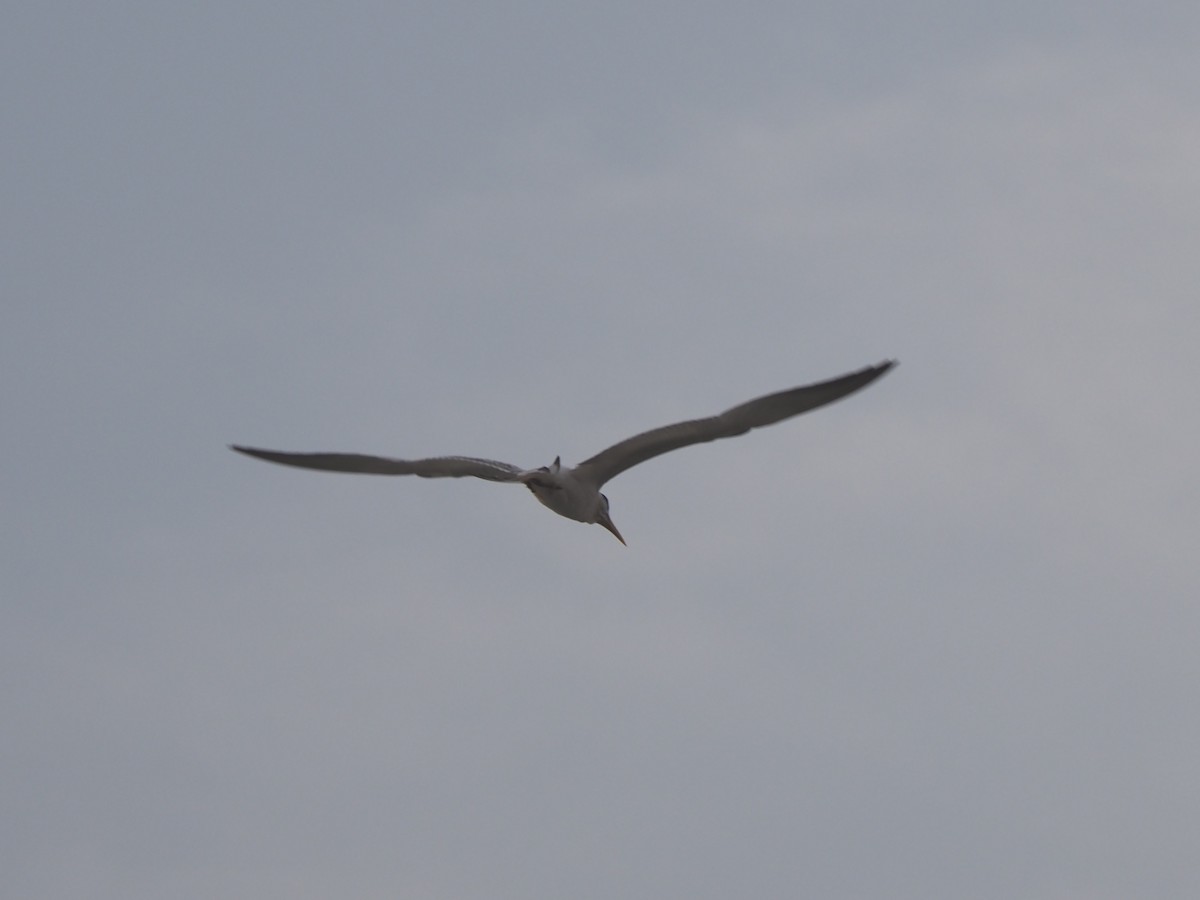 West African Crested Tern - Guillermo Parral Aguilar