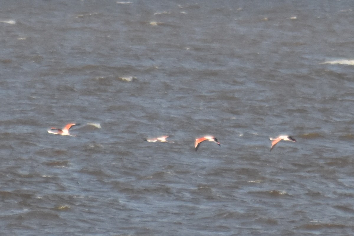 Chilean Flamingo - ML612717433