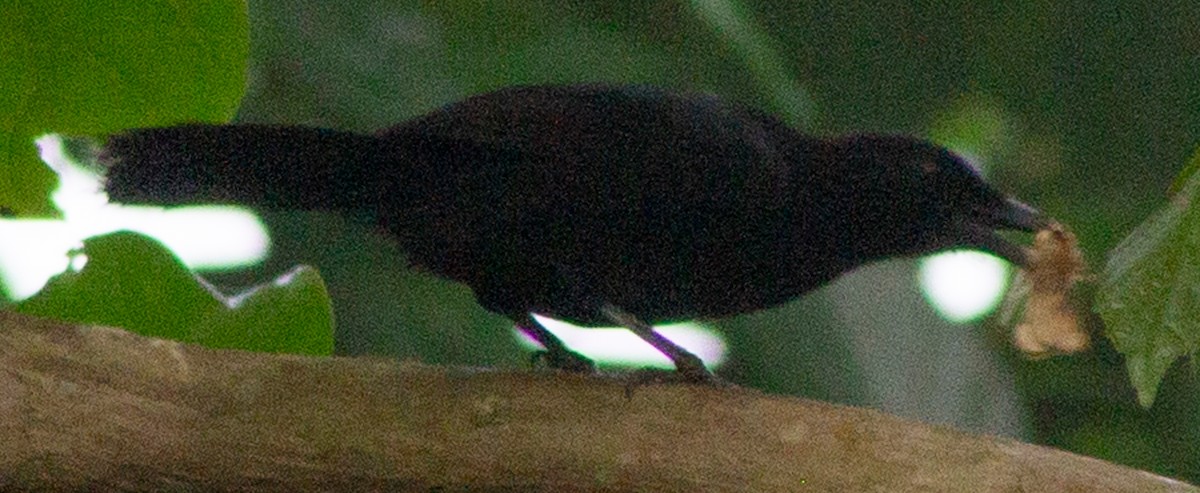 Lowland Sooty Boubou - ML612717497