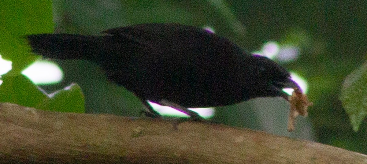 Lowland Sooty Boubou - ML612717498