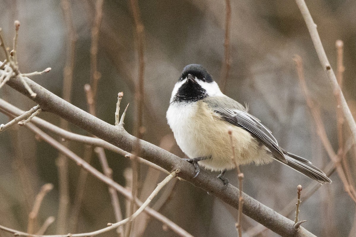 Mésange à tête noire - ML612717527