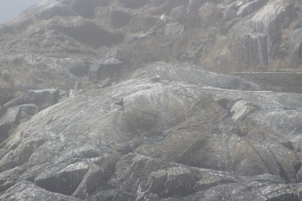 Pigeon Guillemot - ML612717573