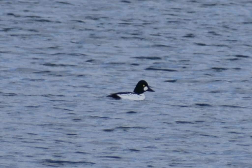 Common Goldeneye - ML612717597