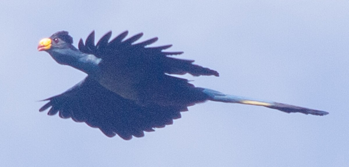 Great Blue Turaco - ML612717602