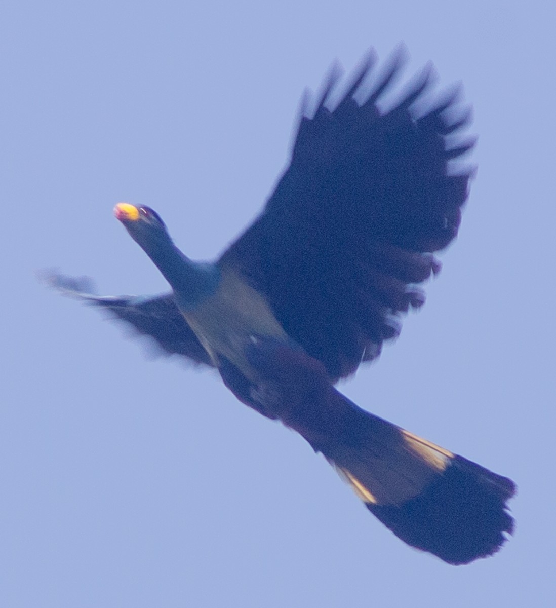 Great Blue Turaco - ML612717603