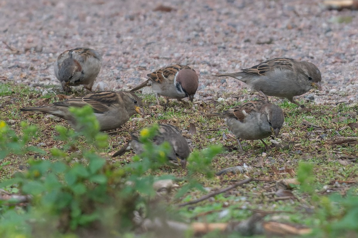 Eurasian Tree Sparrow - ML612717605