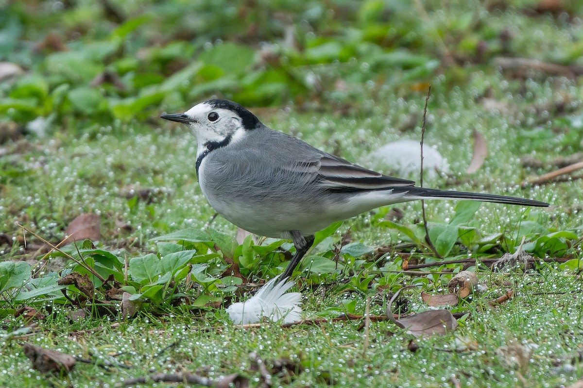 White Wagtail - ML612717693