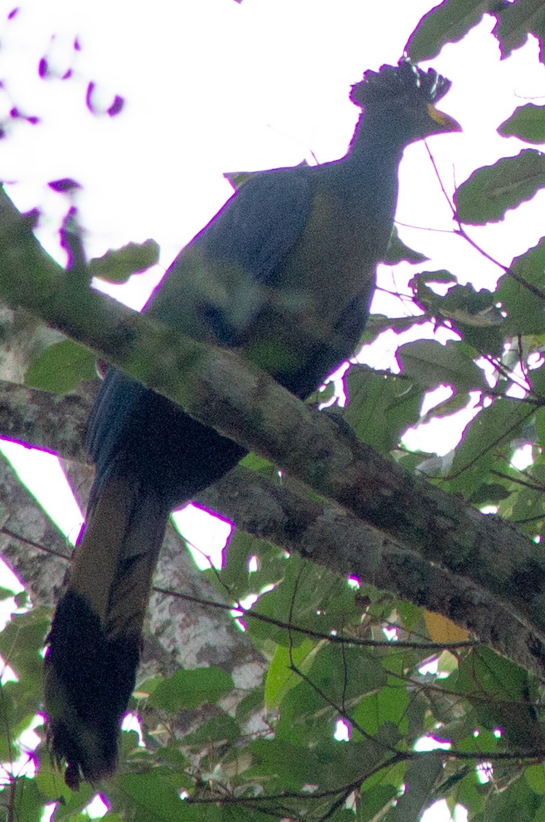Great Blue Turaco - ML612717713