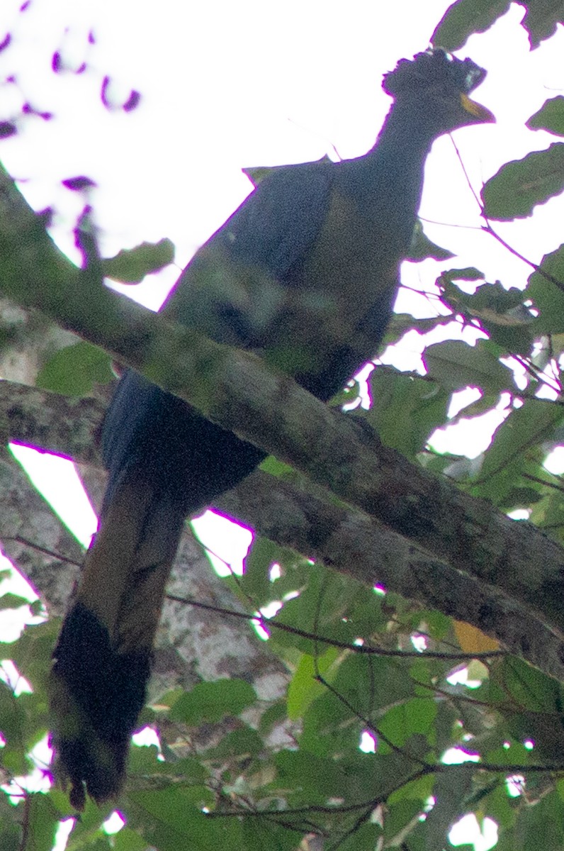 Great Blue Turaco - ML612717714