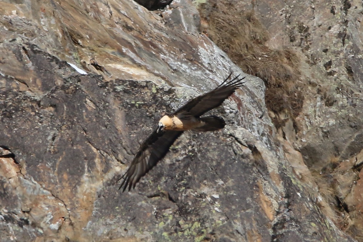 Bearded Vulture - ML612717748