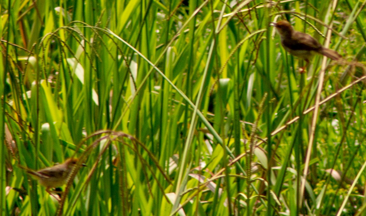 Chattering Cisticola - ML612717800