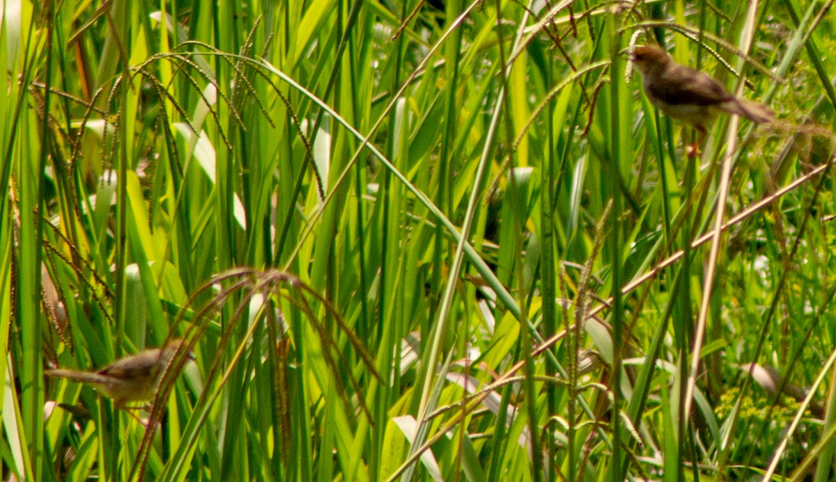 Chattering Cisticola - Brandon Woo