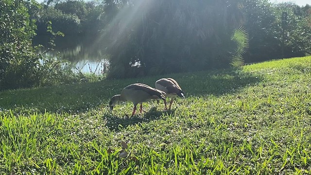 Egyptian Goose - ML612717832