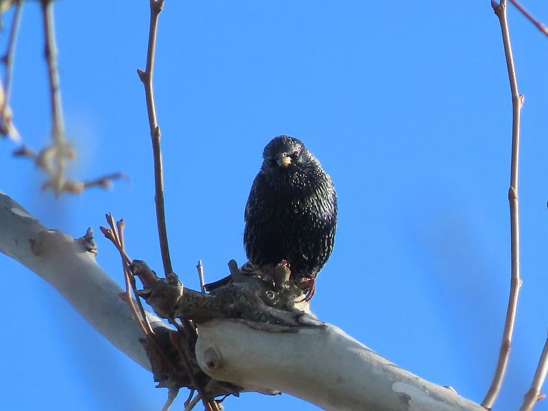 European Starling - ML612717839