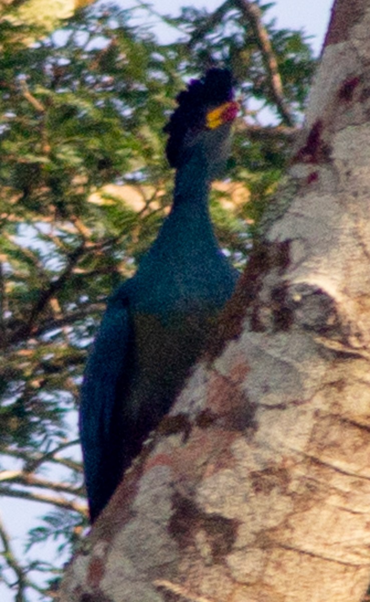 Great Blue Turaco - ML612717859