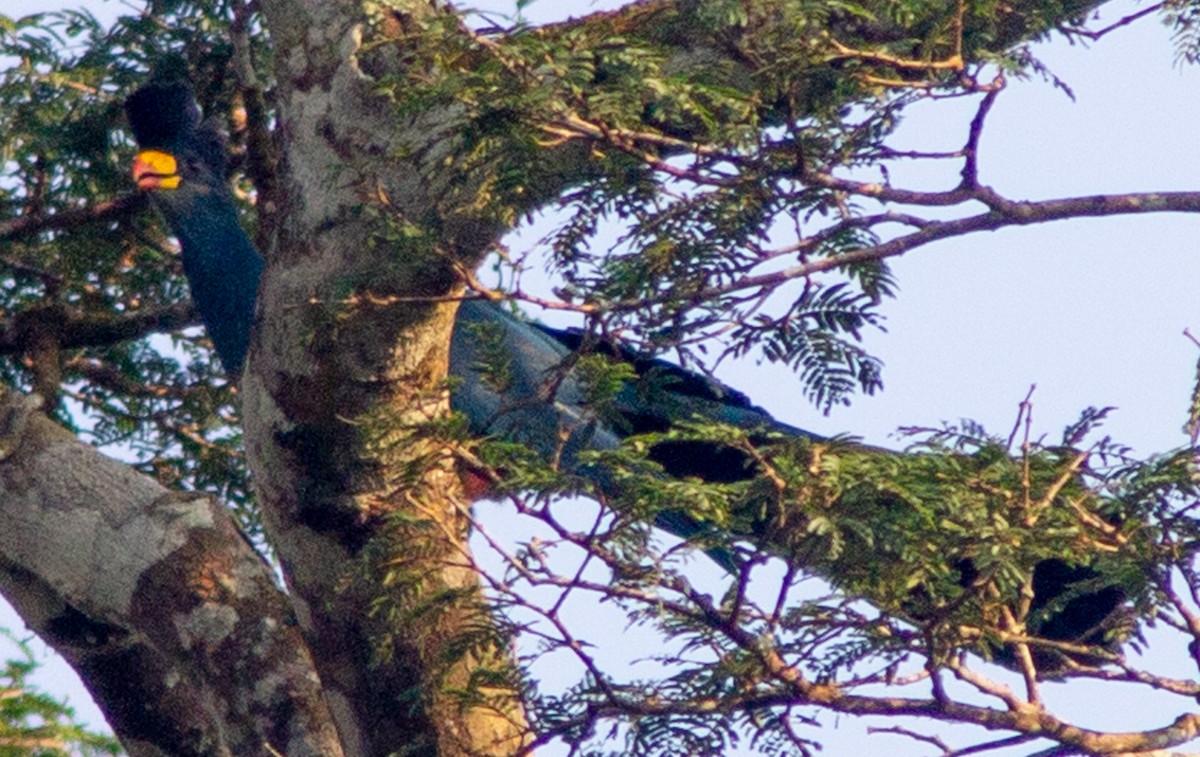 Great Blue Turaco - ML612717860