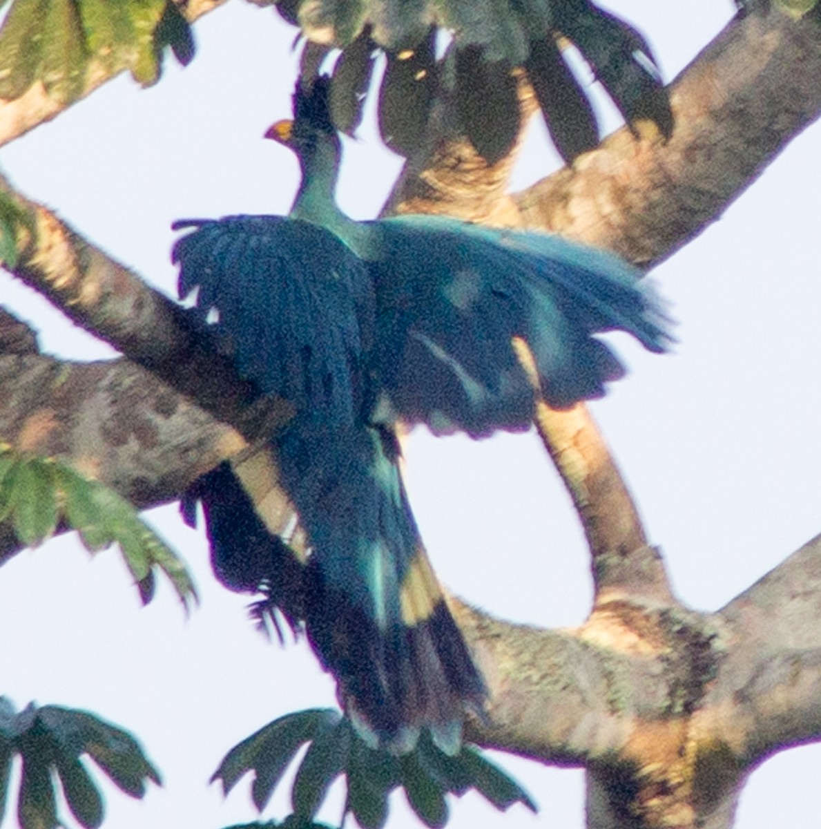 Great Blue Turaco - ML612717861