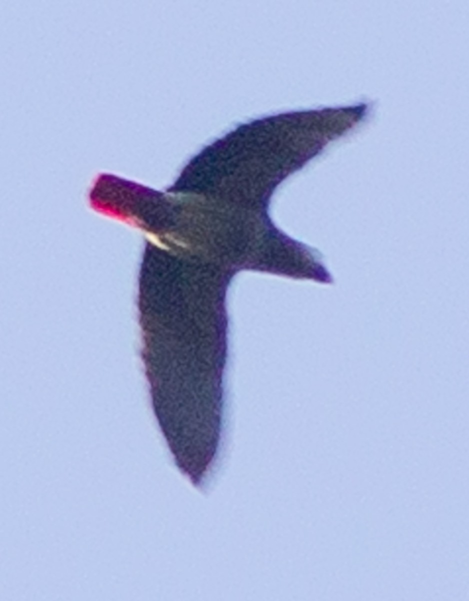 papoušek žako (ssp. erithacus) - ML612717916