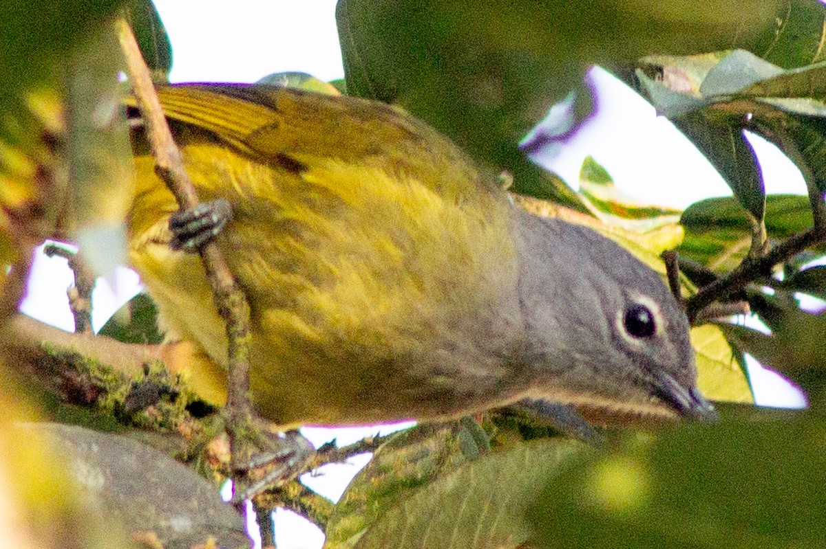 Western Mountain Greenbul - Brandon Woo