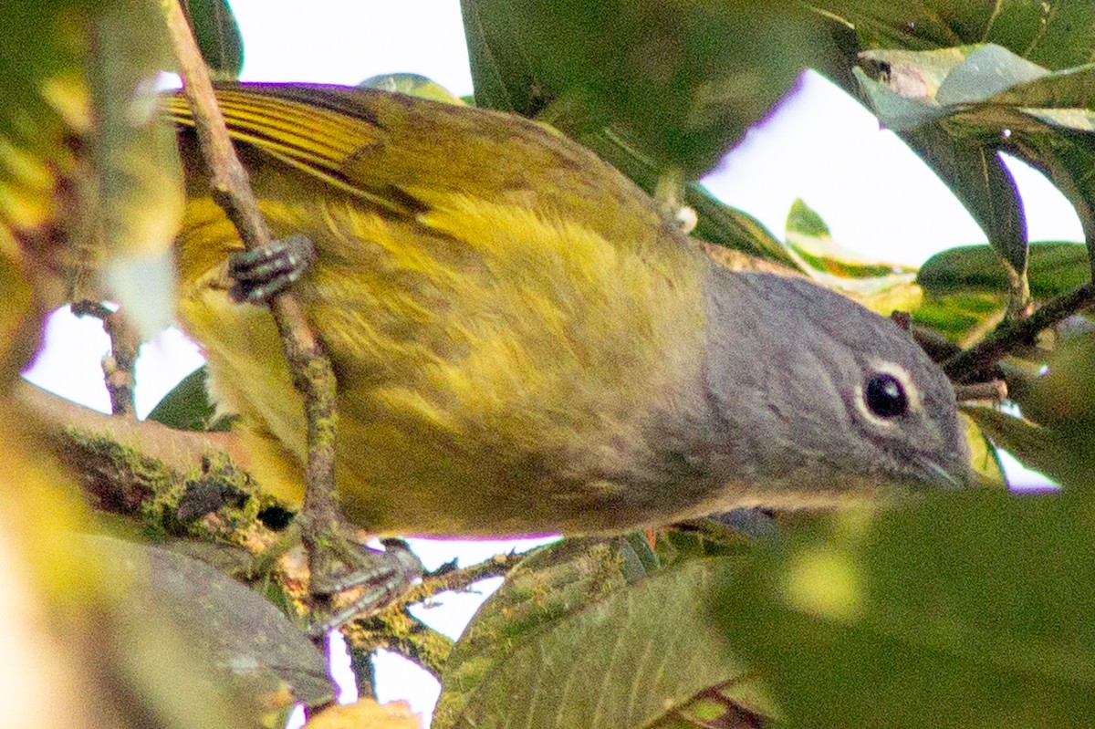 Western Mountain Greenbul - ML612717963