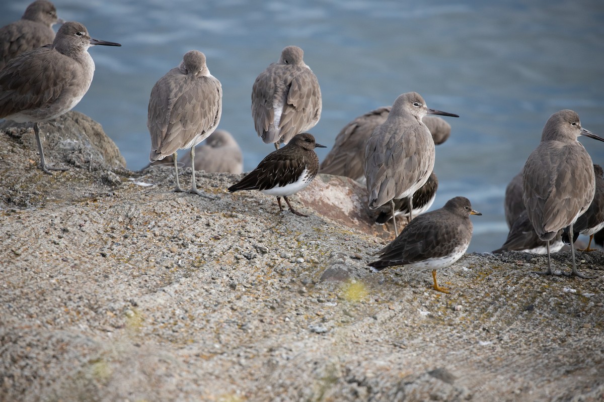 Black Turnstone - Michael Long