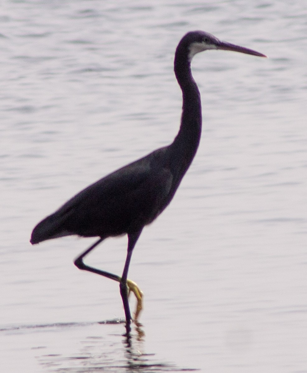 Western Reef-Heron (Western) - ML612718005