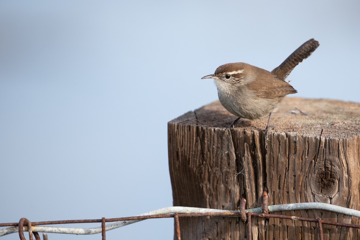 Bewick's Wren (spilurus Group) - ML612718023