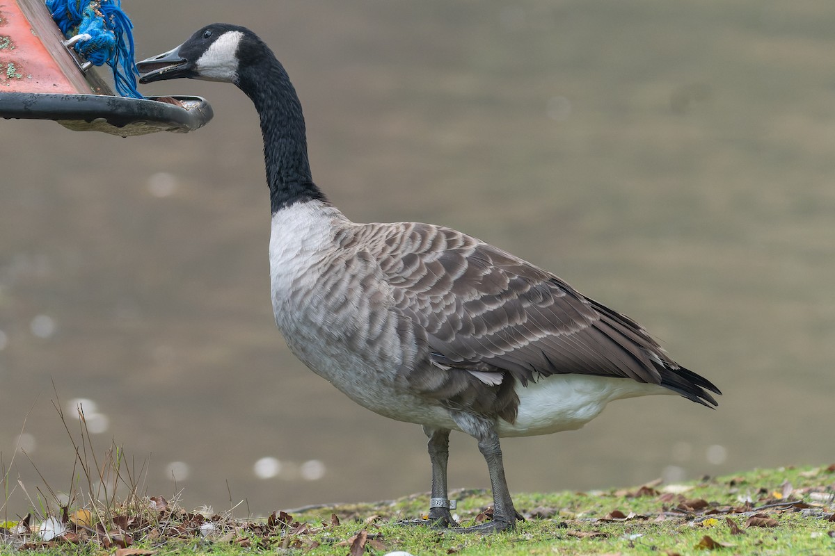 Canada Goose - Carsten Stiller