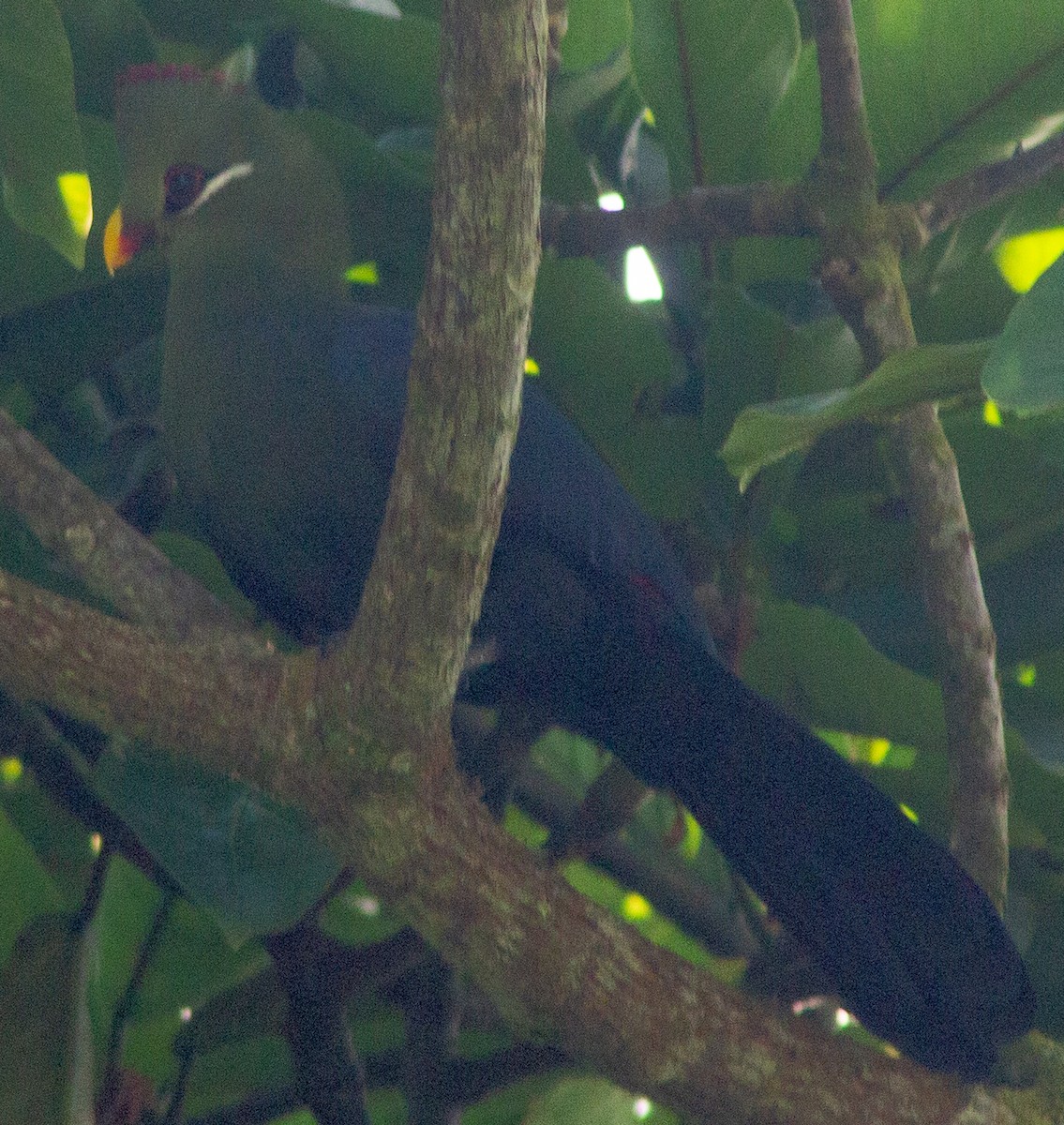 Turaco Piquigualdo (verreauxii) - ML612718038