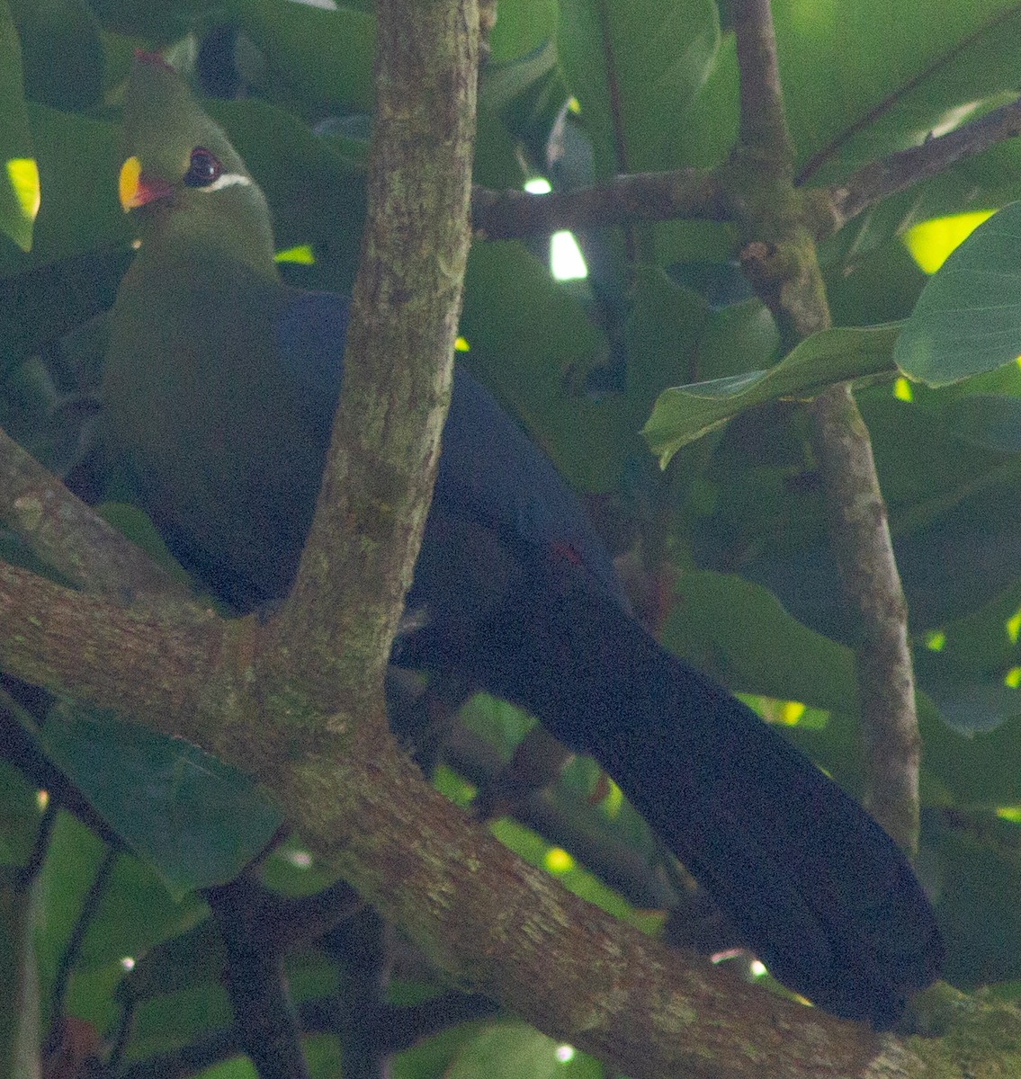 Turaco Piquigualdo (verreauxii) - ML612718040