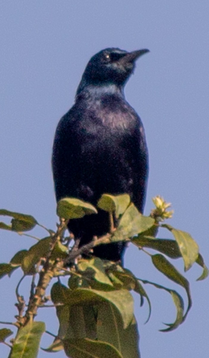 Waller's Starling (Preuss's) - ML612718047