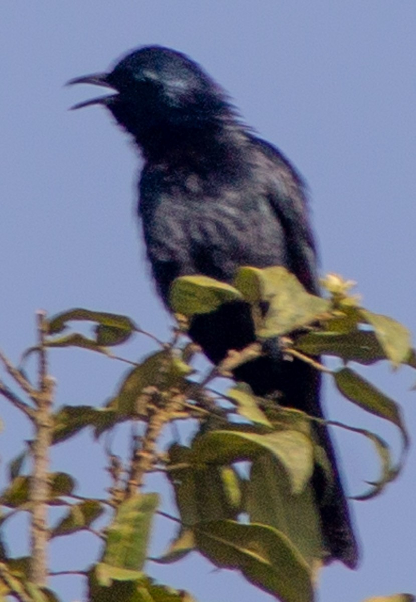 Waller's Starling (Preuss's) - ML612718049