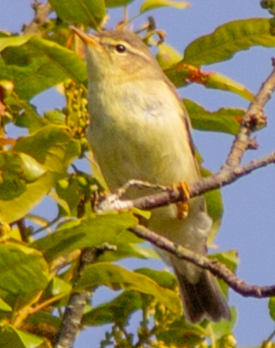 Willow Warbler - ML612718059