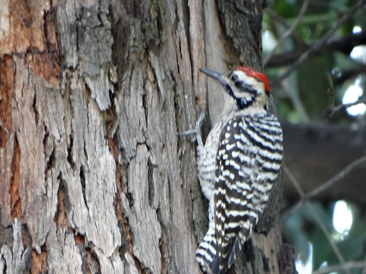 Ladder-backed Woodpecker - ML612718066