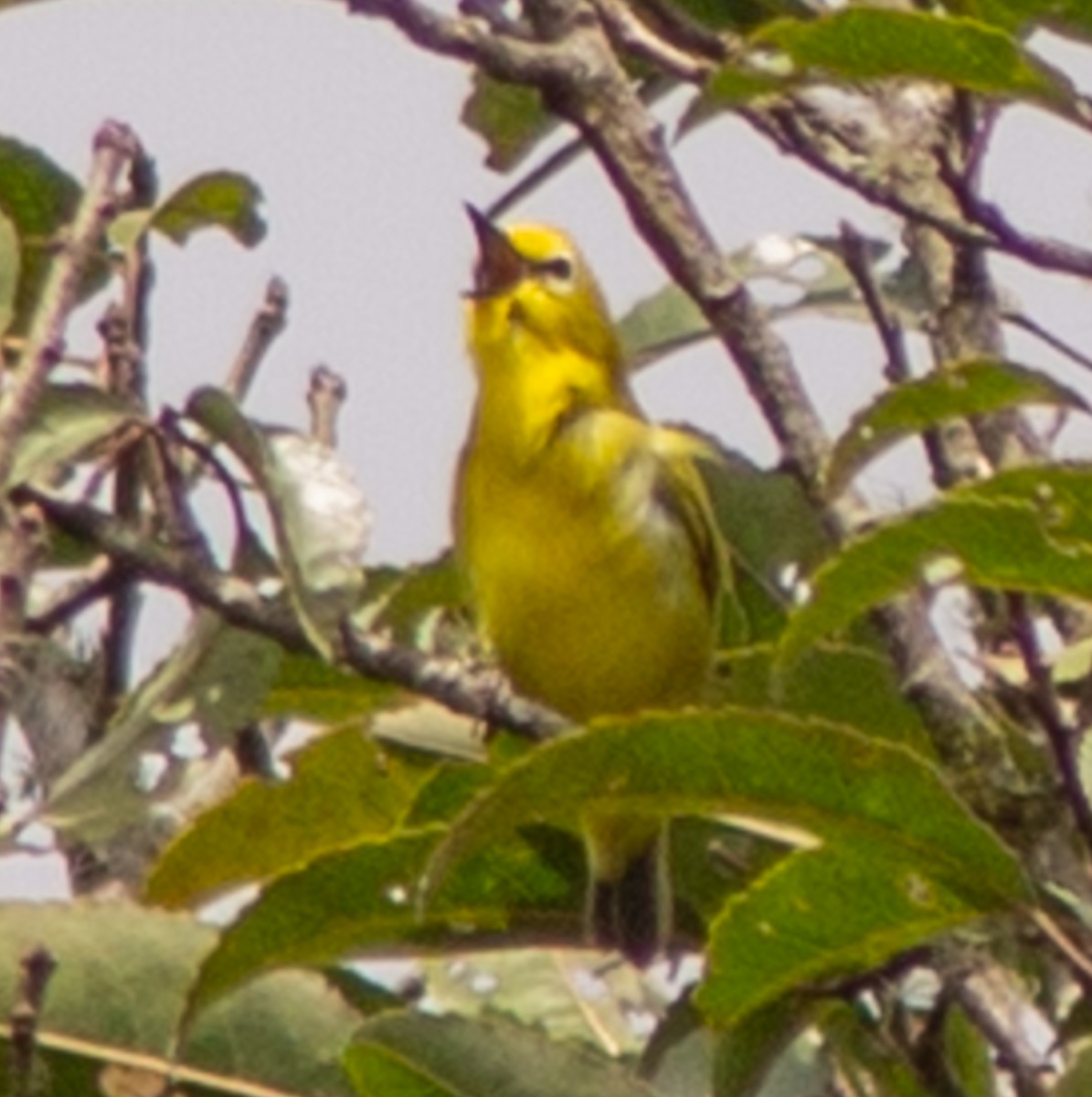 Forest White-eye - ML612718088