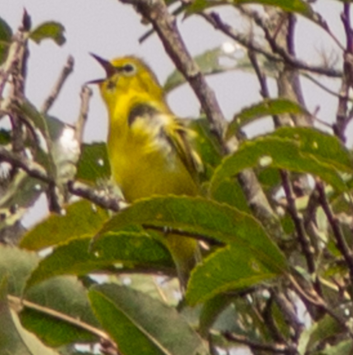 Forest White-eye - ML612718089