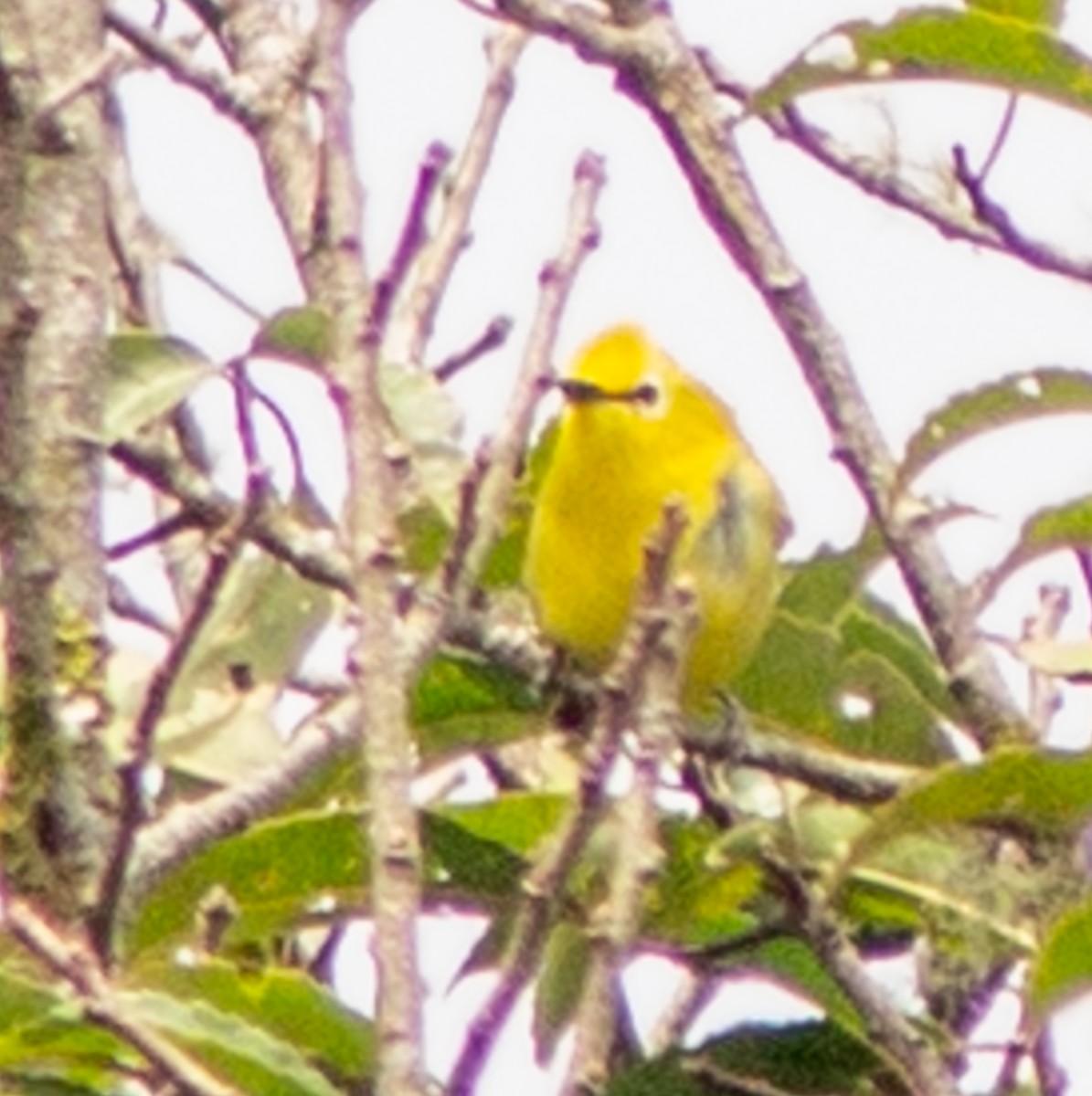 Forest White-eye - ML612718090