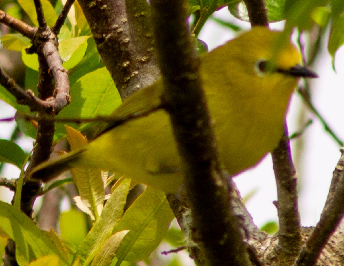 Forest White-eye - ML612718092