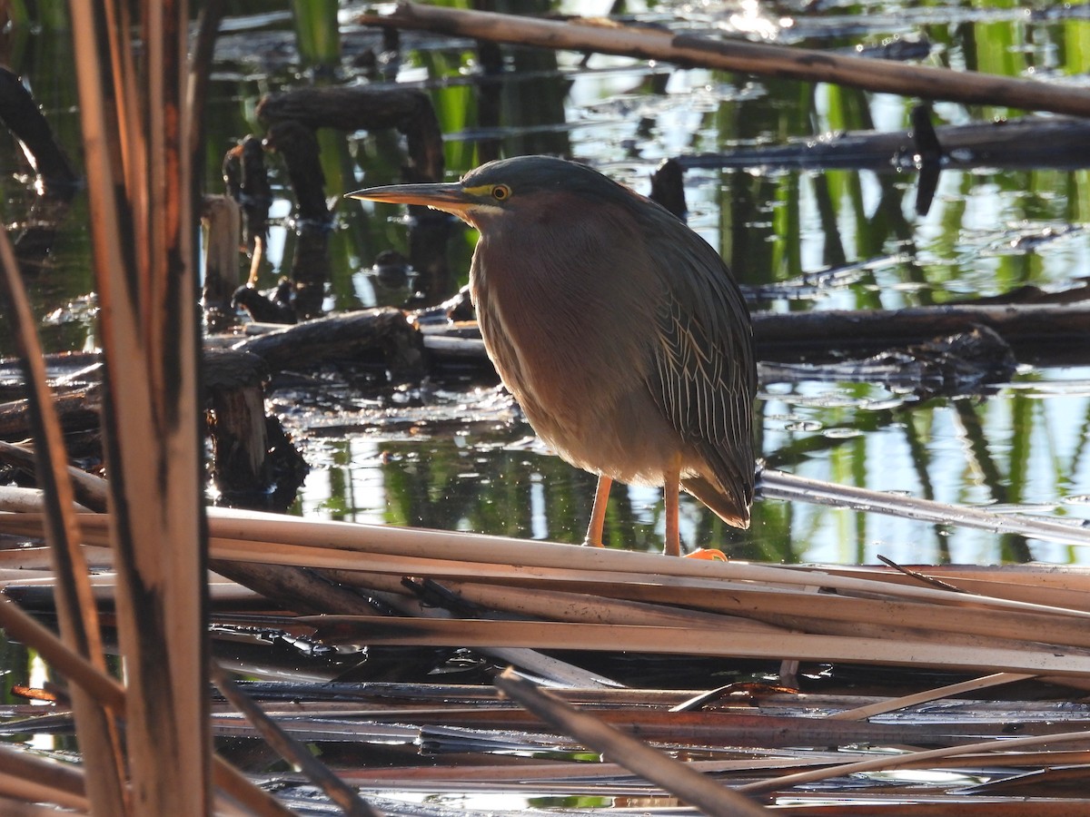 Green Heron - ML612718134